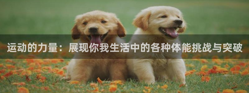 成都金熊猫体育